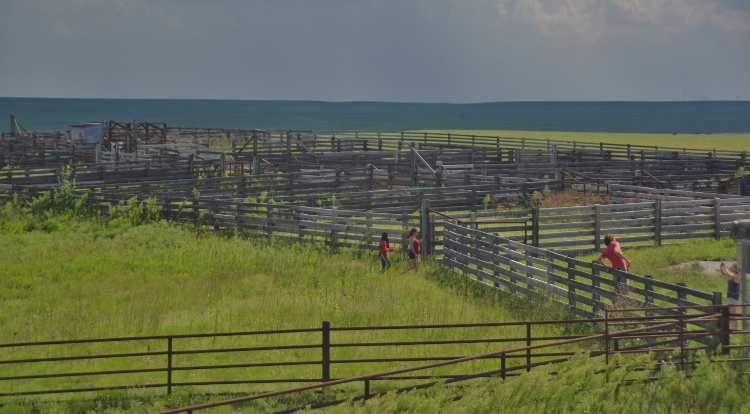 cattle pens of Kansas